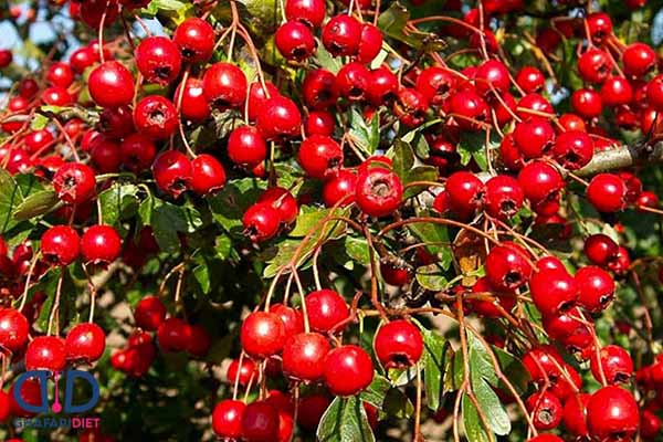 عوارض عرق کیالک