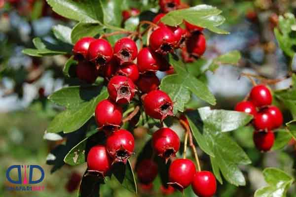 طریقه مصرف عرق کیالک
