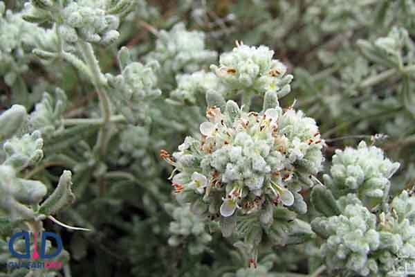 عوارض عرق کلپوره