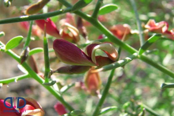 عرق خارشتر برای لاغری