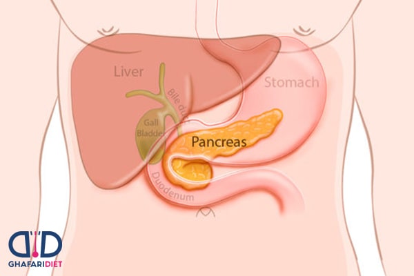 کار پانکراس در بدن چیست