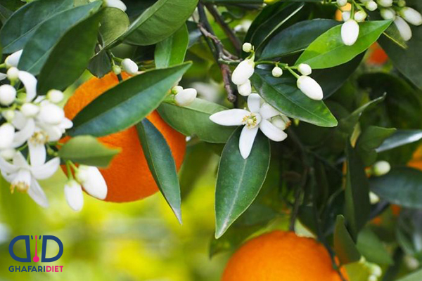 جالب ترین خواص عرق بهار نارنج برای لاغری که نمی دانید!