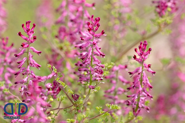 از خواص شاتره برای پوست و سلامتی چه می دانید؟!