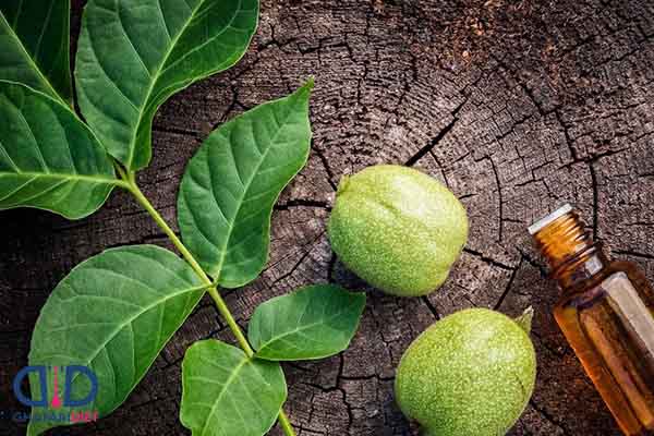 از خواص و مضرات عرق برگ گردو برای سلامتی چه می دانید؟!