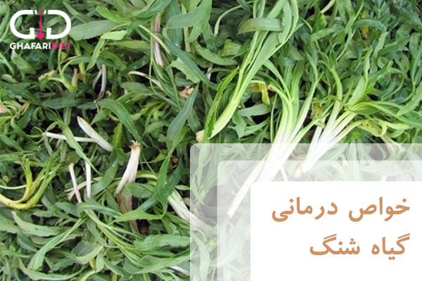 خواص گیاه شنگ برای سلامتی و روش مصرف آن