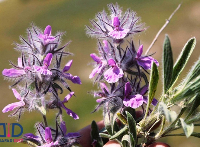 چای کوهی چه خواصی دارد و برای درمان چه بیماری هایی استفاده می شود؟