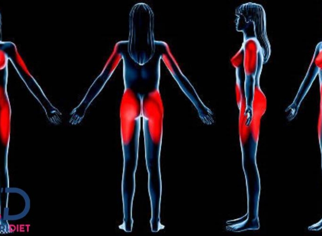 چربی احشایی چیست + عوارض