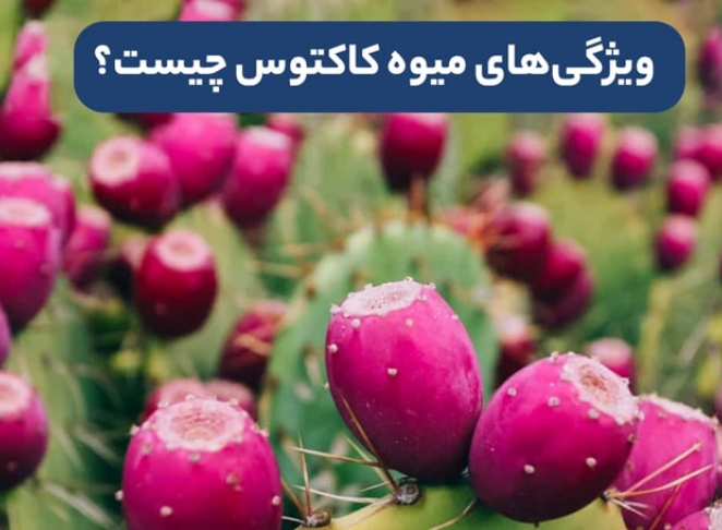 مهمترین خواص میوه کاکتوس و ویژگی های آن