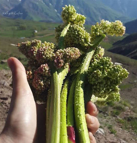 خواص و مزایای معجزه آسای ریواس 