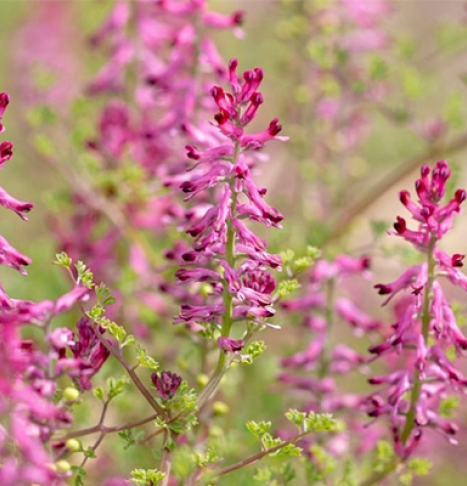 از خواص شاتره برای پوست و سلامتی چه می دانید؟!