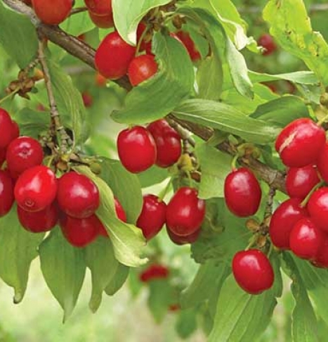خواص زغال اخته + طبع طبع زغال اخته را در اینجا بخوانید!