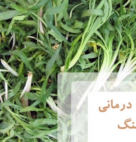 خواص گیاه شنگ برای سلامتی و روش مصرف آن