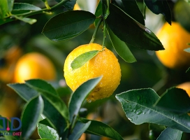 خواص به لیمو ، از پوست تا لاغری، که باید بدانید!!!