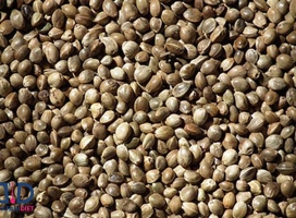 خواص شاهدانه و کنف چیست؟ خواص دارویی و درمانی
