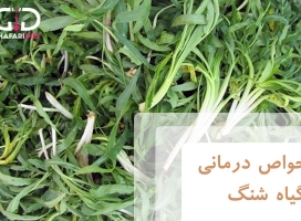 خواص گیاه شنگ برای سلامتی و روش مصرف آن