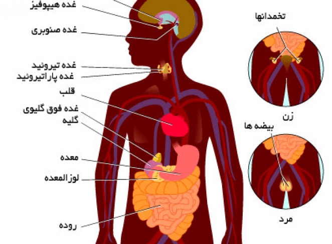 هورمون هورمون