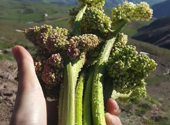 خواص و مزایای معجزه آسای ریواس خواص و مزایای معجزه آسای ریواس