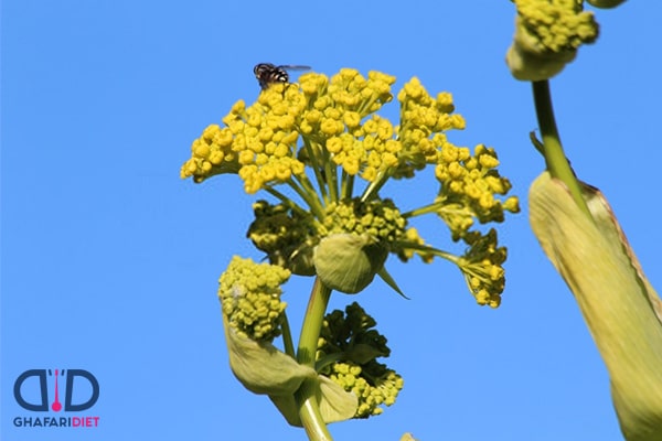 خواص باریجه برای پوست