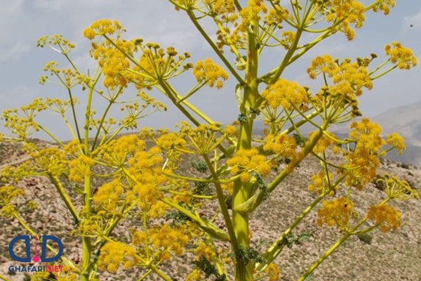 مضرات باریجه