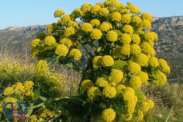 خواص باریجه برای بدن