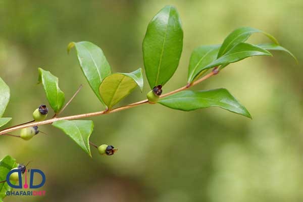گیاه مورد