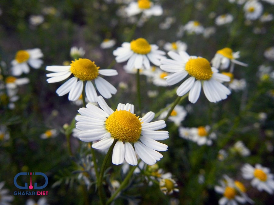 بابونه برای چه افرادی مضر است