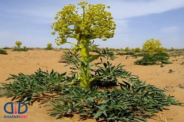 خواص  آنغوزه در طب اسلامی