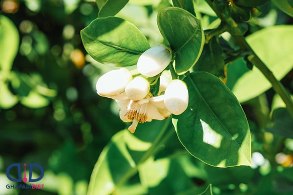 خواص درمانی عرق بهار نارنج