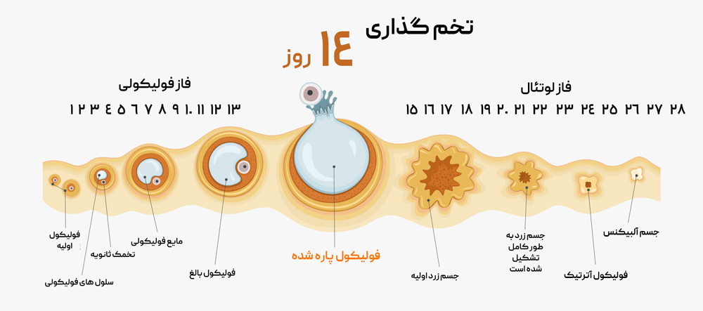 علائم تخمک‌گذاری در زنان چیست؟