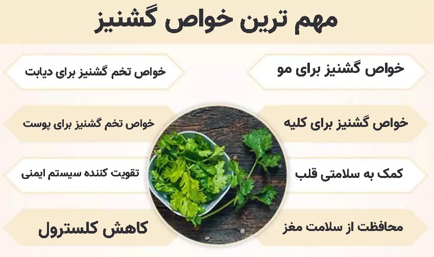 خواص گشنیز برای بدن