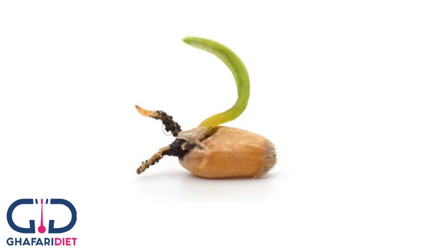 پودر جوانه گندم برای چاقی