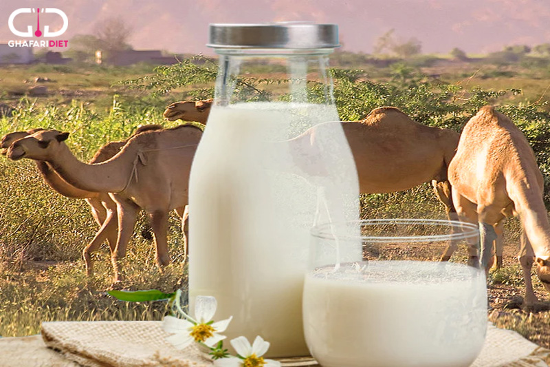 خواص درمانی شیر شتر